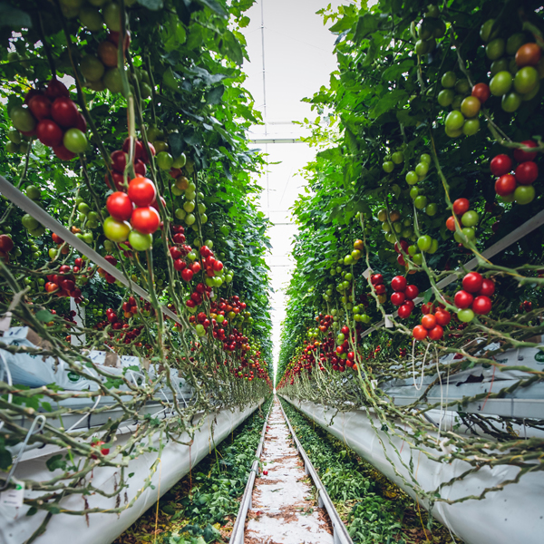 阿克苏：大棚蔬菜种植助农增收